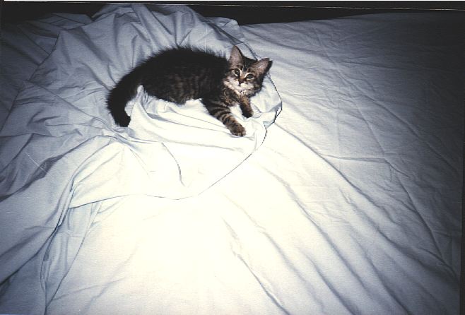 Photo of kitten on bed