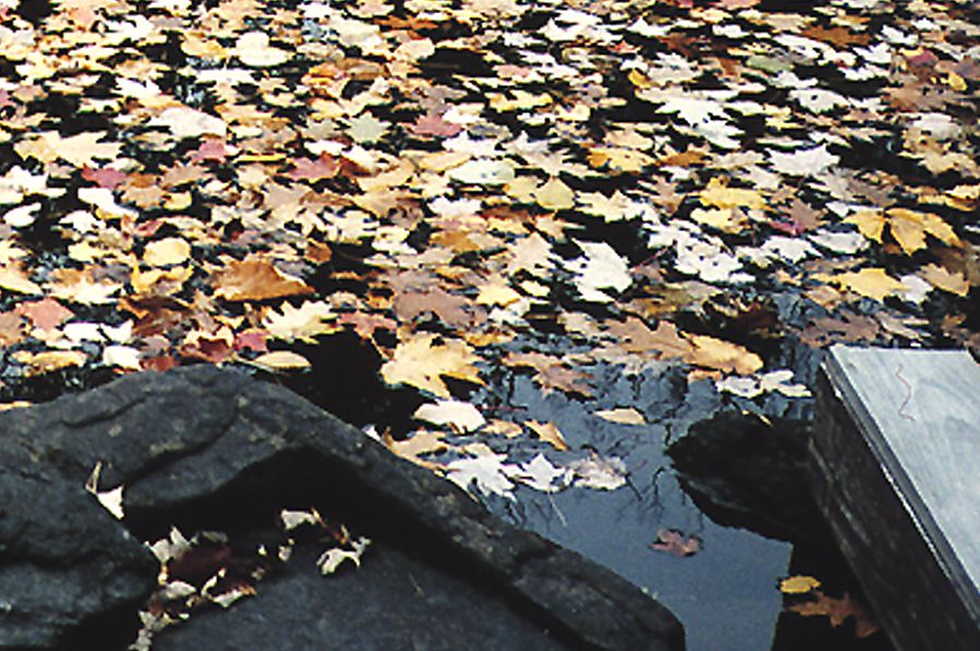 Photo of leaves in the river